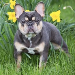 Mr Flawless  - French Bulldog