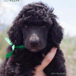 Poodle Puppies from Crystal Creek Standard Poodles