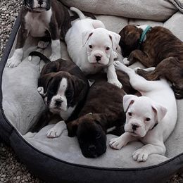 Boxer Puppies from Boxnen Boxers