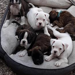 Boxer Puppies from Boxnen Boxers