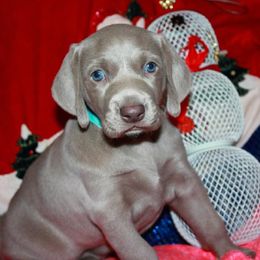 Weimaraner Puppies from Boonieland Kennels