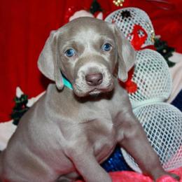Weimaraner Puppies from Boonieland Kennels