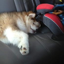 Alaskan Malamute Puppies from Kaylatee Alaskan Malamutes