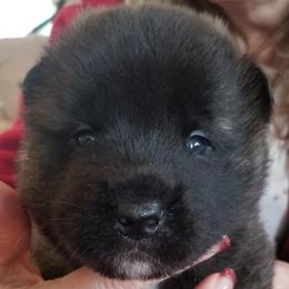Akita Puppies from Dō-ha Akitas