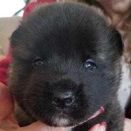 Akita Puppies from Dō-ha Akitas