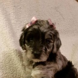 Shichon and Aussiedoodle Puppies from PTK Ranch