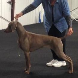 Weimaraner All Grown Up from Sindar Weimaraners