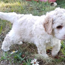 Labradoodle Puppies from Ocean View Labradoodles