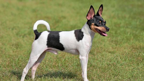 Find Toy Fox Terrier puppies for sale near New Jersey