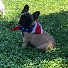 French Bulldog Puppies from Creme De La Creme French Bulldogs