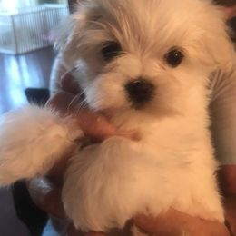 Maltese Puppies from Jacobmaltese