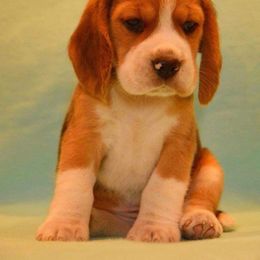 Beagle Puppies from Majestic Beagles