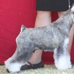 Jim - Miniature Schnauzer