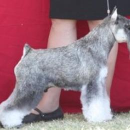 Jim - Miniature Schnauzer