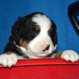 Bernese Mountain Dog Puppies from Zarah's Bernese Mountain Dogs