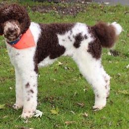 Jackson - Goldendoodle