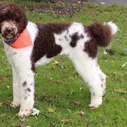 Jackson - Goldendoodle