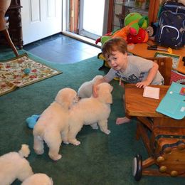 Standard Poodle Puppies from D and D Standard Poodles