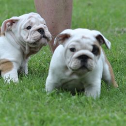Bulldog Puppies from Saint Brides Bulldog