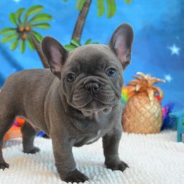 French Bulldog Puppies from Sharp-Noble French Bulldogs