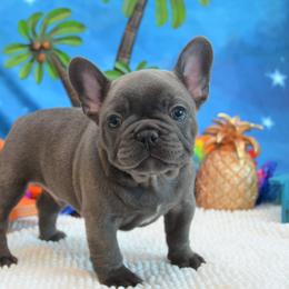 French Bulldog Puppies from Sharp-Noble French Bulldogs