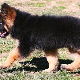 German Shepherd Puppies from Lost Creek German Shepherds LLC