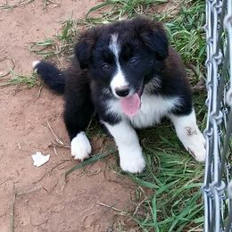 Border Collie Puppies from CRL Farms