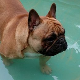 Uno - French Bulldog
