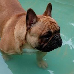 Uno - French Bulldog