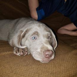 Labrador Retriever Puppies from KMC Gun Dogs