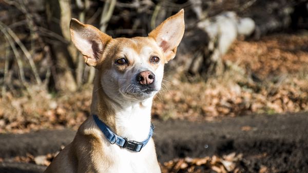 Find Portuguese Podengo Pequeno puppies for sale