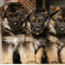 Australian Shepherd Puppies from Waldo German Shepherd Dogs