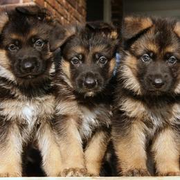 Australian Shepherd Puppies from Waldo German Shepherd Dogs