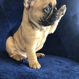 French Bulldog Puppies from Kansas French Bulldogs