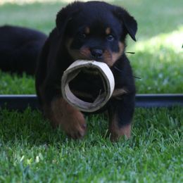 Rottweiler and Cavalier King Charles Spaniel Puppies from Nighthawk Rottweilers & Cavalier King Charles Spaniels