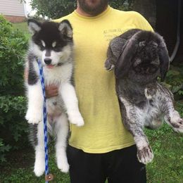 Alaskan Malamute Puppies from Kaylatee Alaskan Malamutes