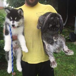Alaskan Malamute Puppies from Kaylatee Alaskan Malamutes