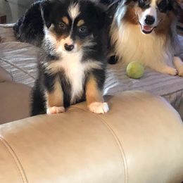 Miniature Australian Shepherd Puppies from Wilkers Wholehearted Mini Aussies