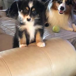 Miniature Australian Shepherd Puppies from Wilkers Wholehearted Mini Aussies