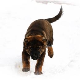 German Shepherd Puppies from Lost Creek German Shepherds LLC