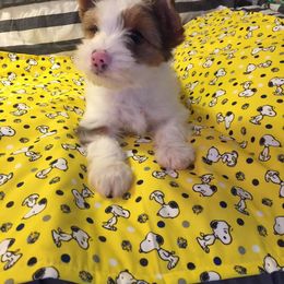 Yorkshire Terrier Puppies from Hocking’s Precious Yorkies