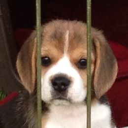 Beagle Puppies from Everwind Beagles