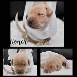 Labrador Retriever Puppies from 3M Custom Hay baling and AKC Labs LLC