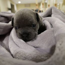 French Bulldog Puppies from French Pup