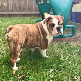 Bulldog and French Bulldog Puppies from Jones Bulldogs