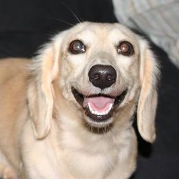 Sandra Dee - Dachshund