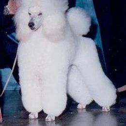 Poodle All Grown Up from Kamann Poodles