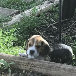 Beagle Puppies from Macushla Kennels