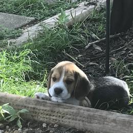 Beagle Puppies from Macushla Kennels