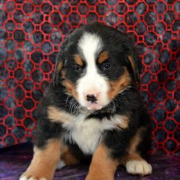 Bernese Mountain Dog Puppies from Zarah's Bernese Mountain Dogs